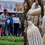 DIPROAGRO presentó en Turén sus híbridos de maíz blanco