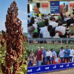 Diproago presenta innovaciones para el renacer del Sorgo en Venezuela